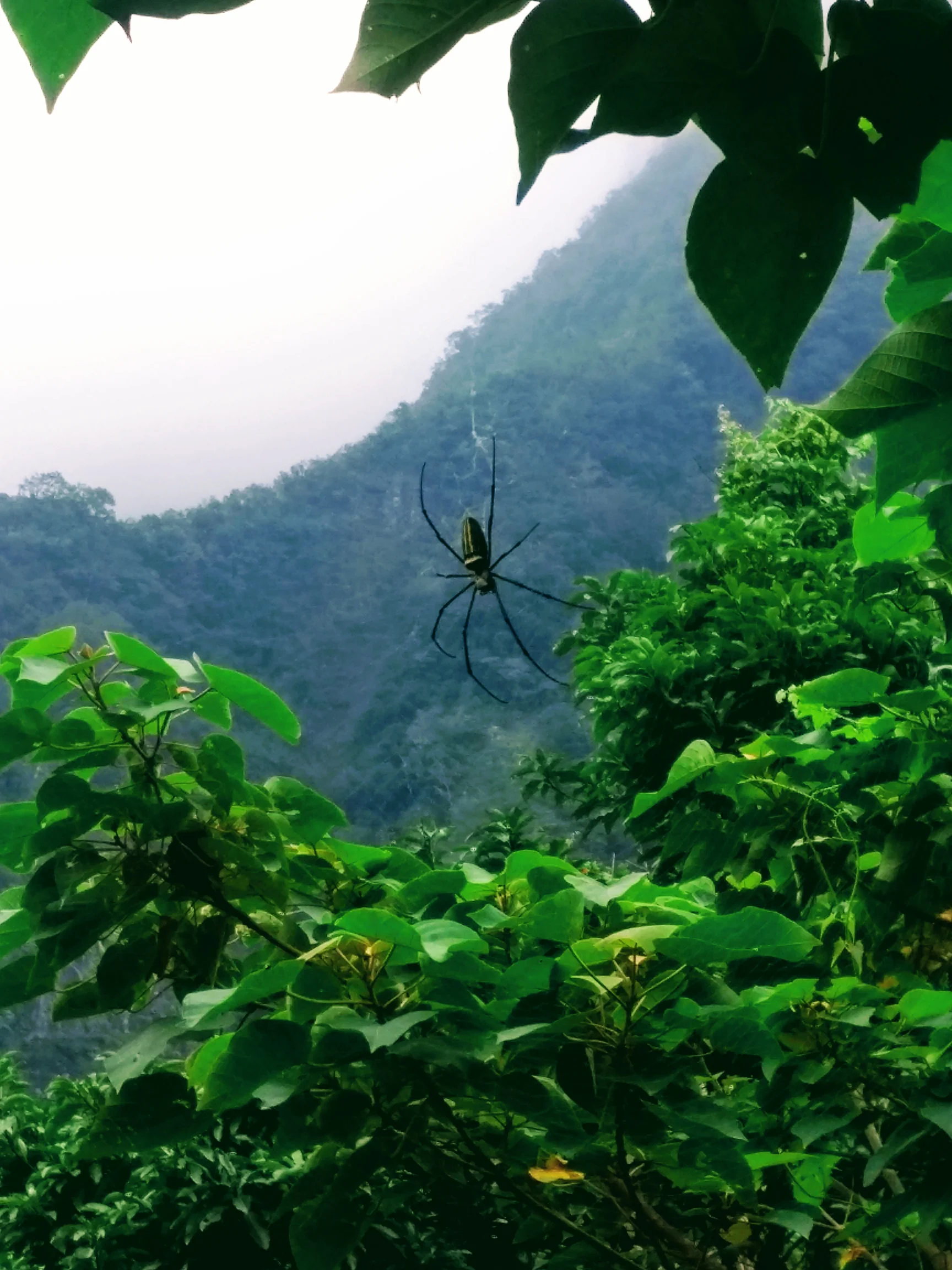 taroko gorge spiders