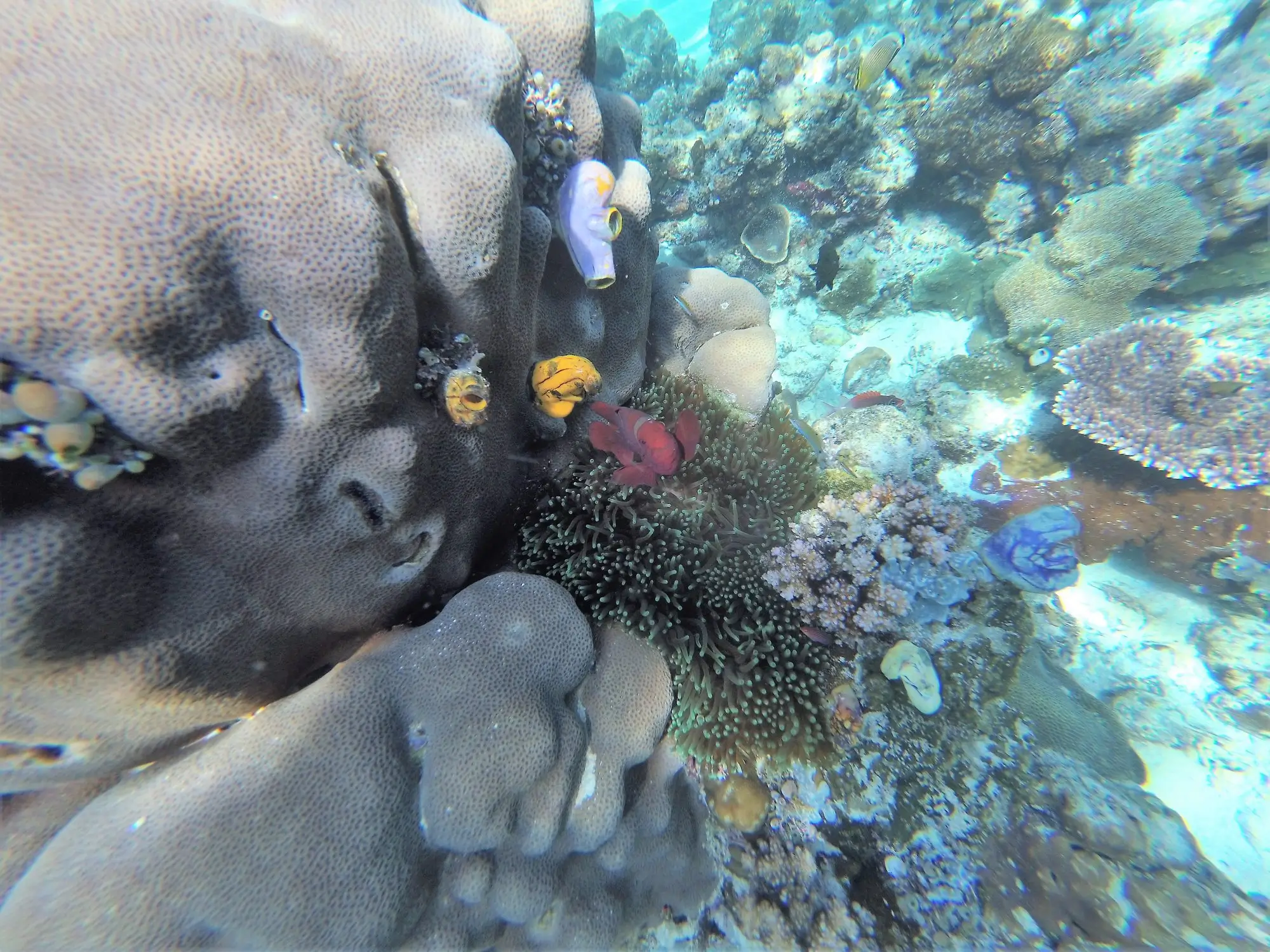 coral 3