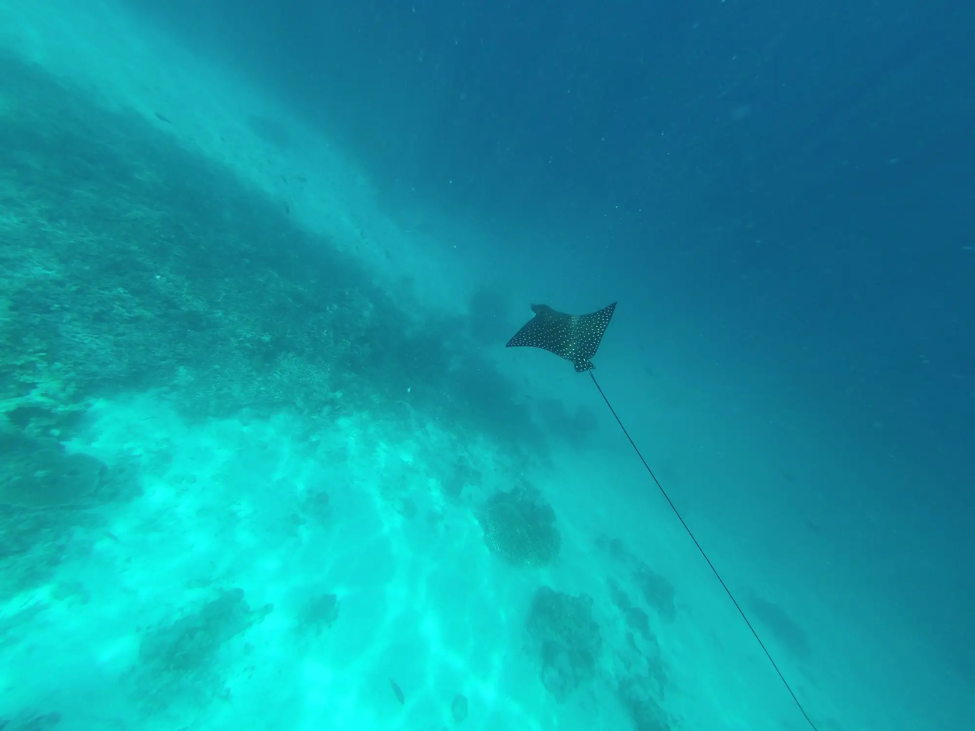 eagle ray