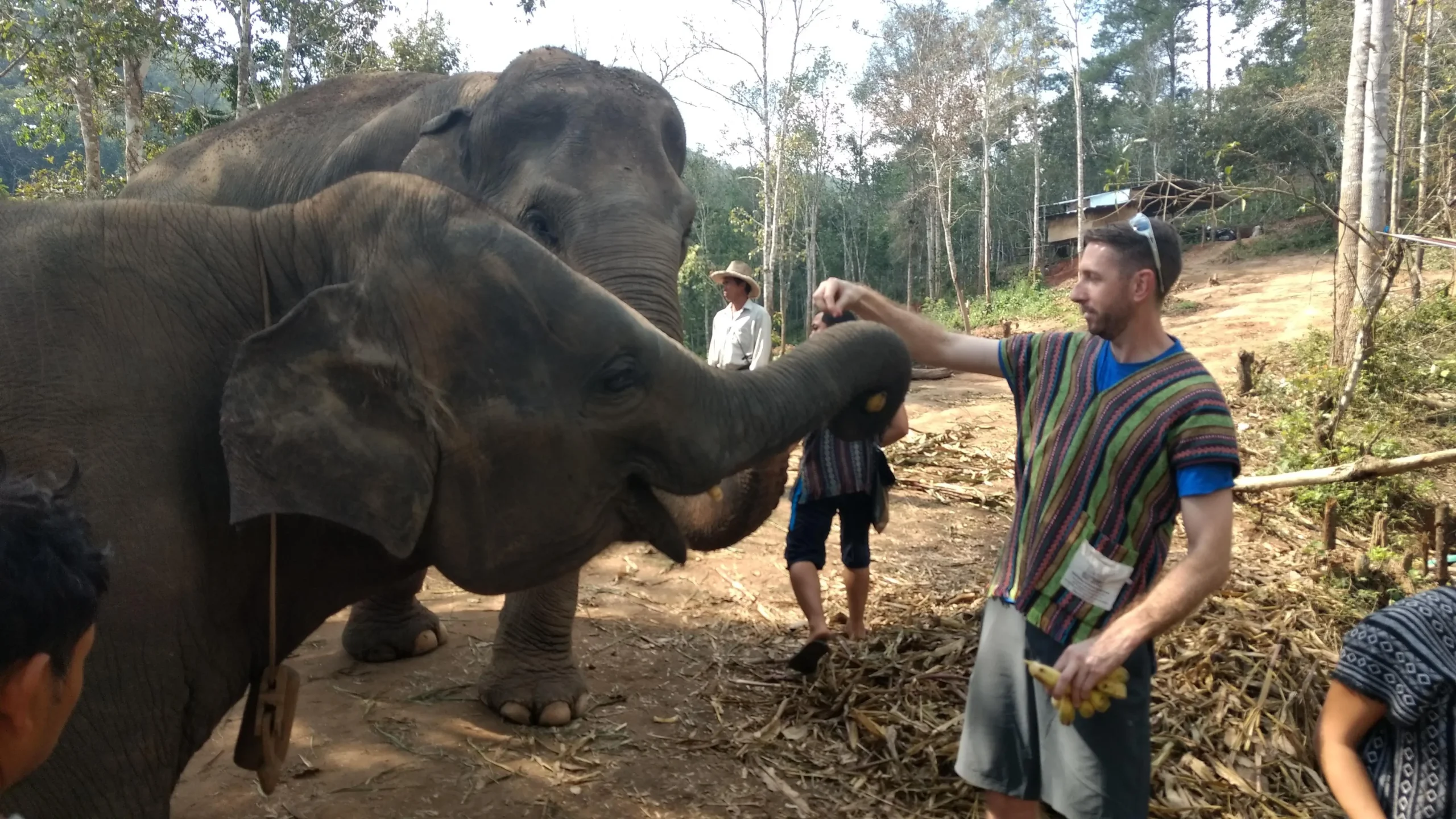 elephants