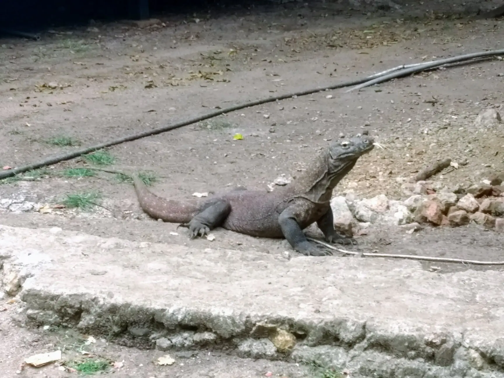 hungry Komodo dragon