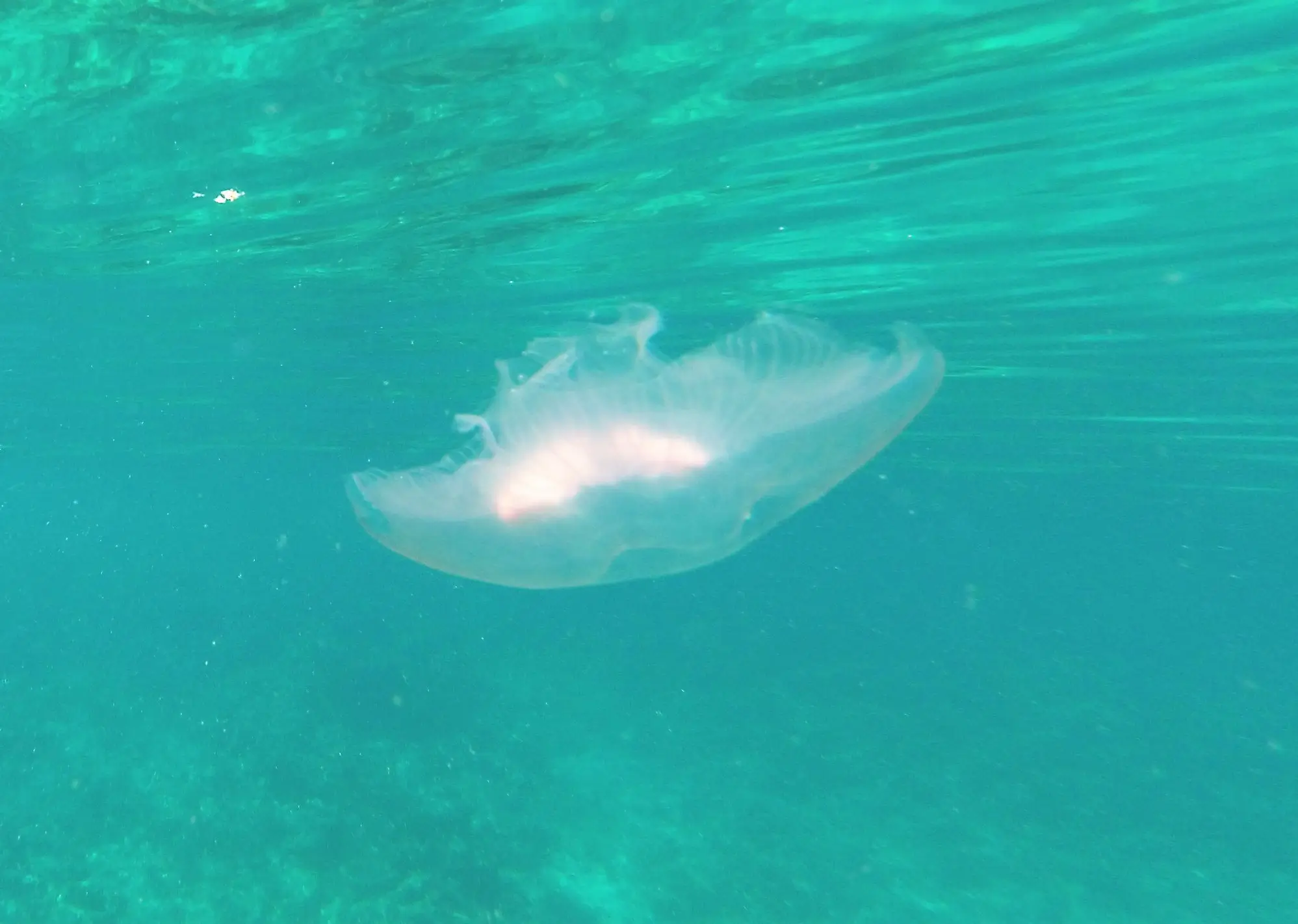 jellyfish