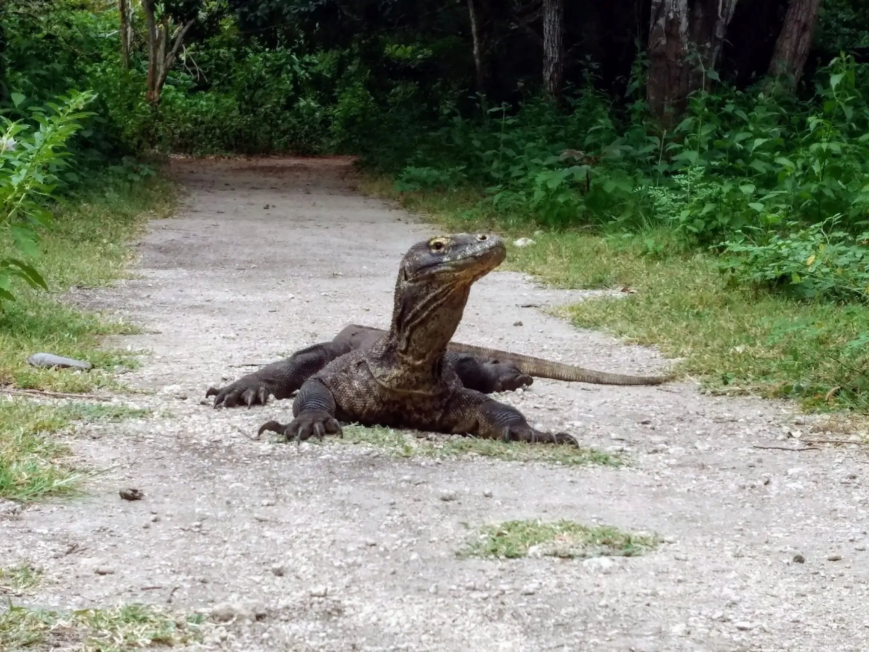 komodo dragon on rinca island