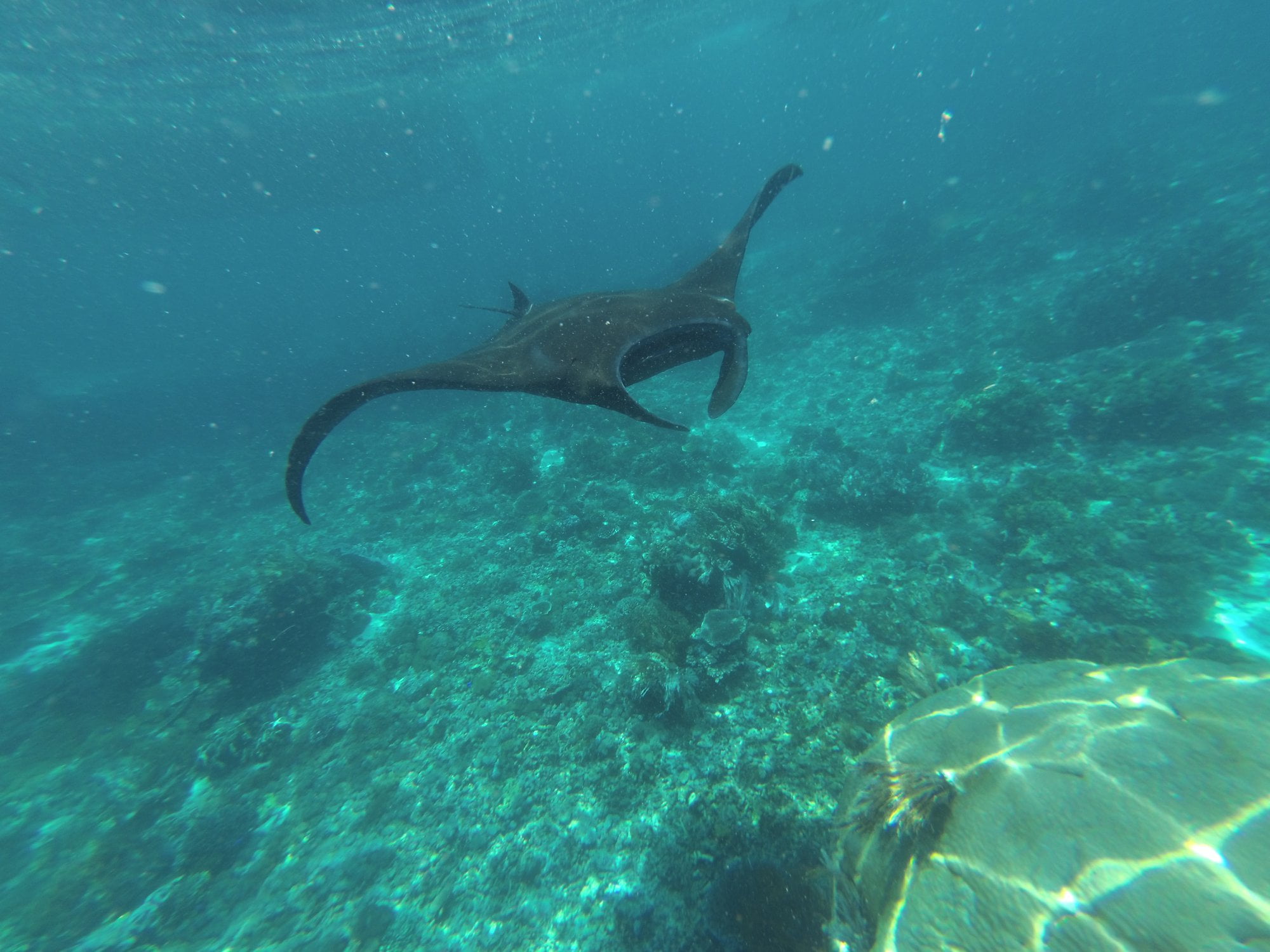 indonesia manta rays