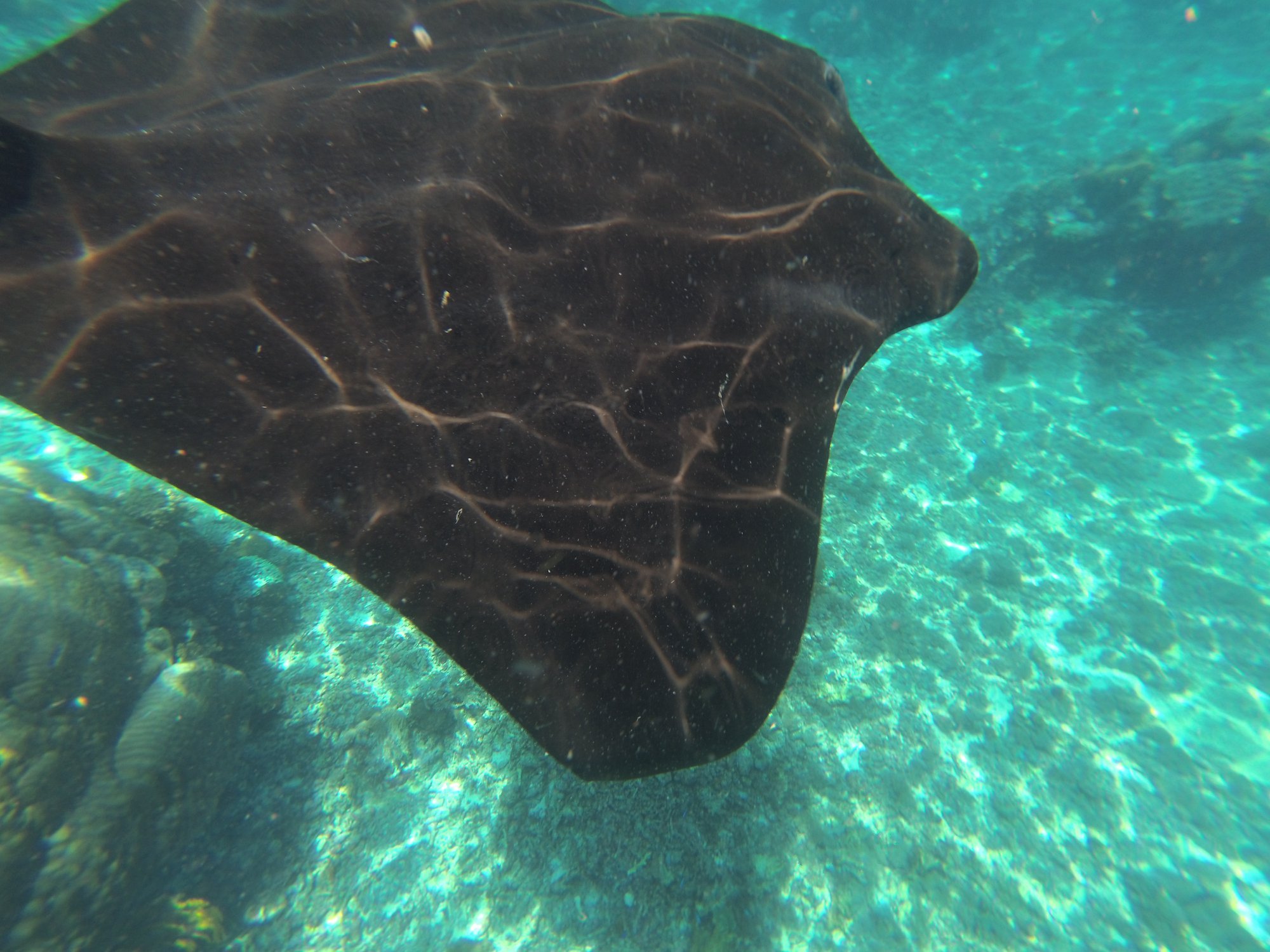 manta rays indonesia