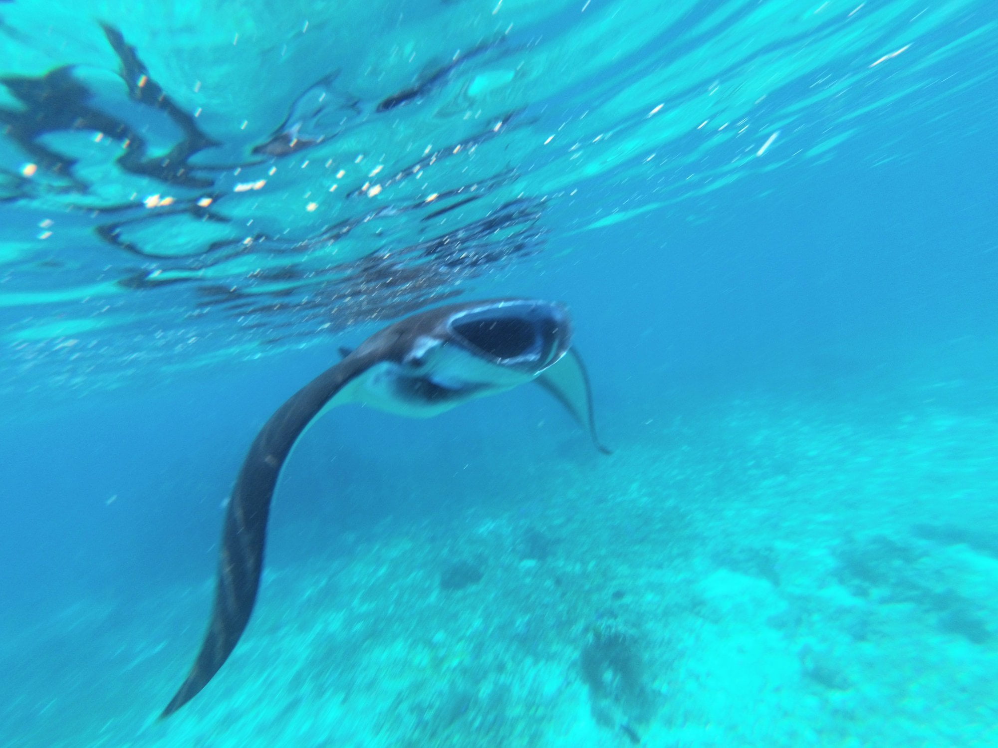 giant manta