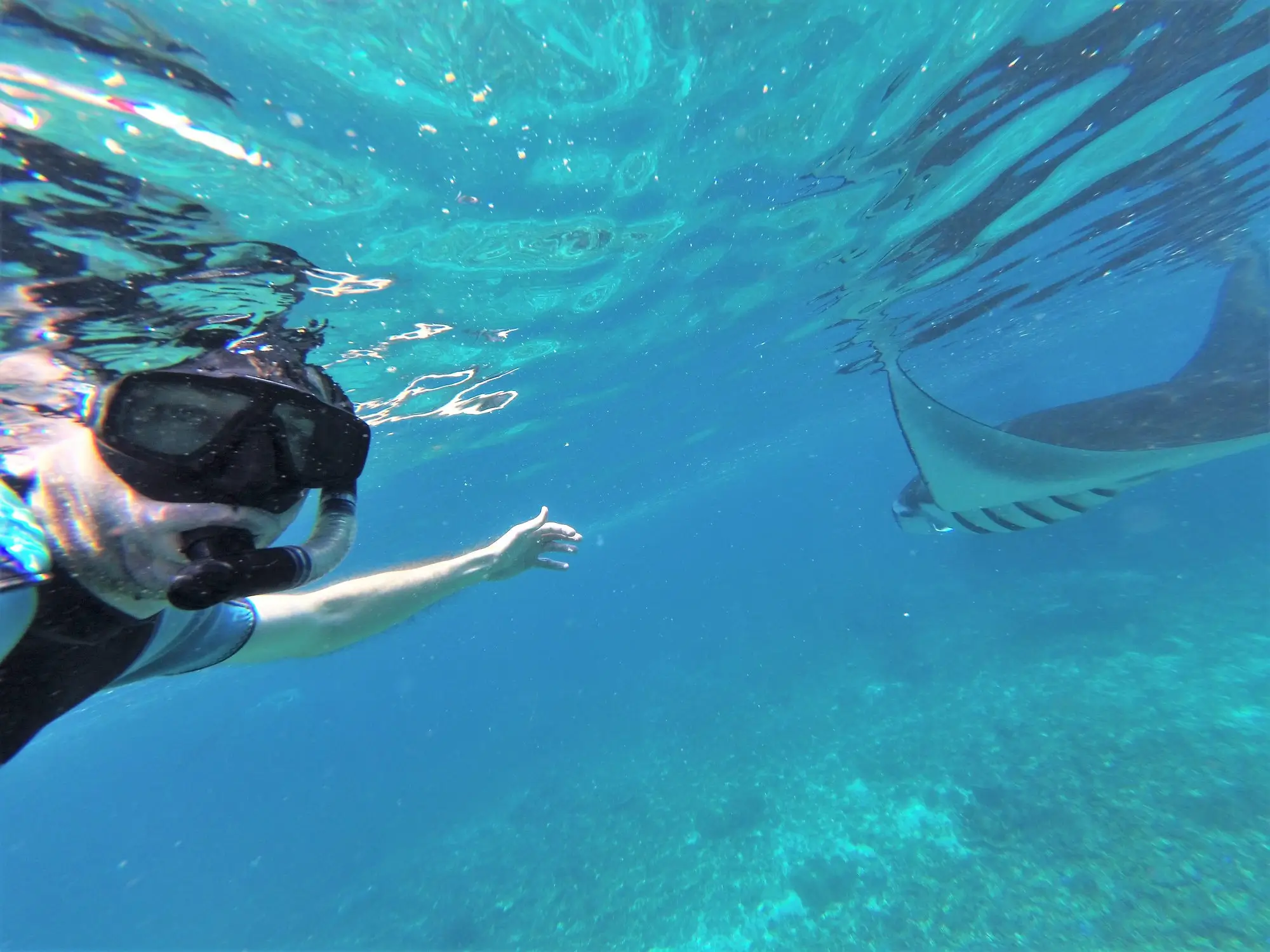manta ray
