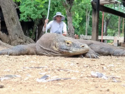 taming komodo dragons