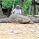 taming komodo dragons